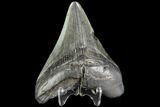Fossil Megalodon Tooth - Georgia #109328-1